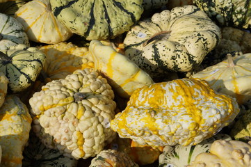 Lot de cucurbitacées