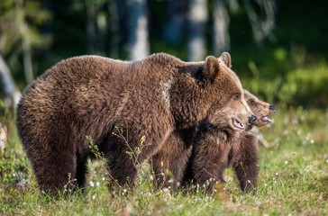 She-Bear and Cub of Brown bear (Ursus Arctos Arctos) in the summer forest. Natural green Background