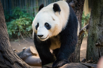 Male Panda