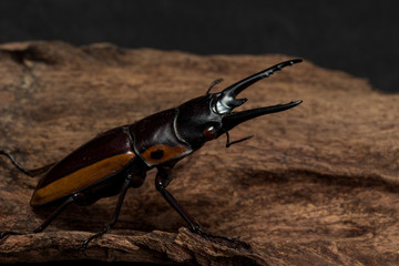 Orange Striped Stag Beetle