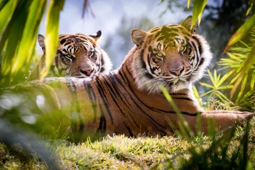  Tiger Brothers © Marco