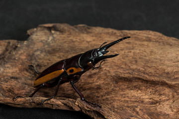Orange Striped Stag Beetle