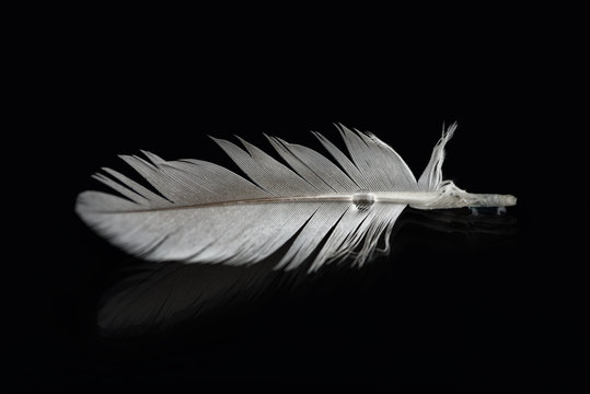 Feather and Drop II