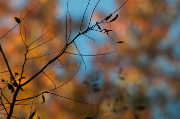 Autumn leaves