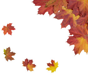 Naklejka na ściany i meble Card of bright autumn maple leaves on a white background