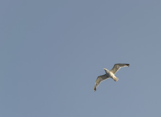 Seagull flying 3