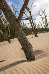 Lontzke dune