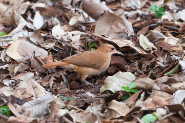 Brown bird looking for insects on the ground
