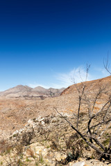 Dead tree in the Valley of Death in the Swartberg Pass