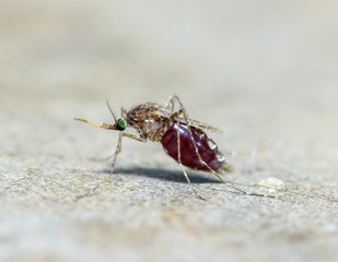 Macro of mosquito (Aedes aegypti) sucking blood close up on the