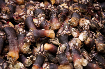exotic sea food