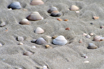 Fototapeta na wymiar Muscheln am Nordseestrand auf der ostfriesischen Insel Spiekeroog