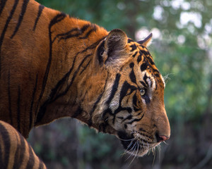 Tiger, portrait of a bengal tiger