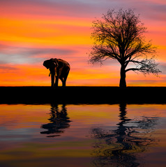 Elephant silhouette in the wild