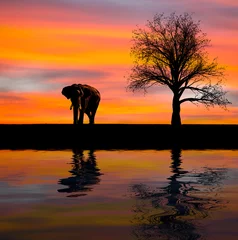 Schilderijen op glas Elephant silhouette in the wild © Sasint