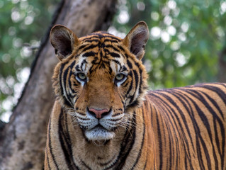 Tiger, portrait of a bengal tiger