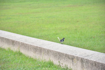 A magpie on the wall. 
