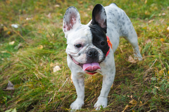 French bulldog black and white color
