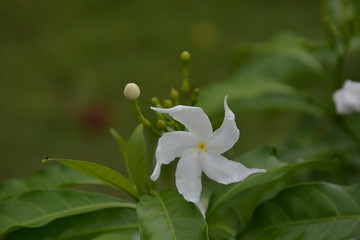 Sampaguita Jasmine.
