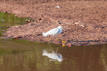 Snowy Egret walking along the lakefront with its feet in the water. Bird reflected in the lake water.