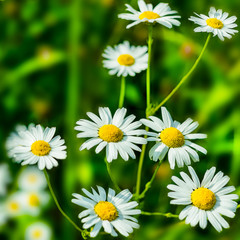 Obraz premium Blooming white daisies in the summer meadow
