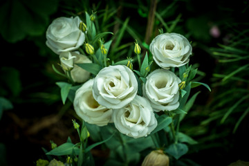 White lisianthus flower on green leaves