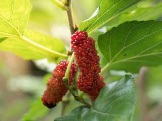 Mulberry on tree is Berry fruit in nature.
