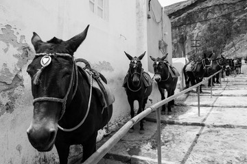 Eseln auf Santorini