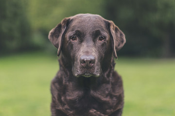Portrait of Senior Chocolate Labrador in Garden