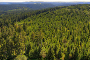 Der Thüringer Wald