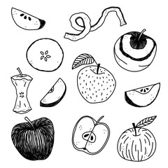 Hand drawn apple vector illustration