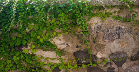 Bindweed on the wall