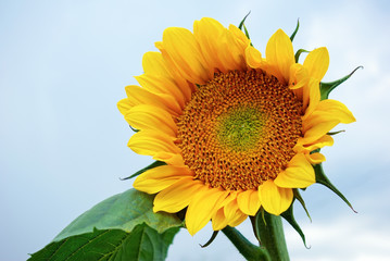 Sunflower close-up