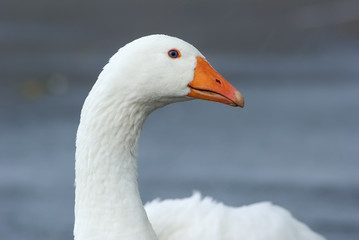 Portrait of a white goose