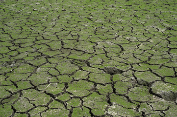 green grass on cracked mud in the bottom of a river showing drou