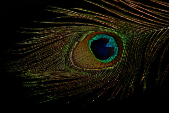Fototapeta beautiful colorful peacock feather