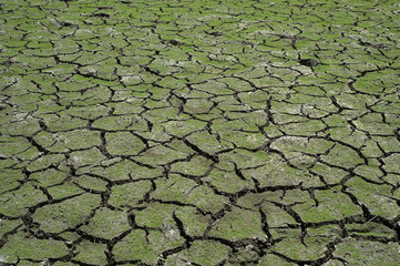 green grass on the cracked mud