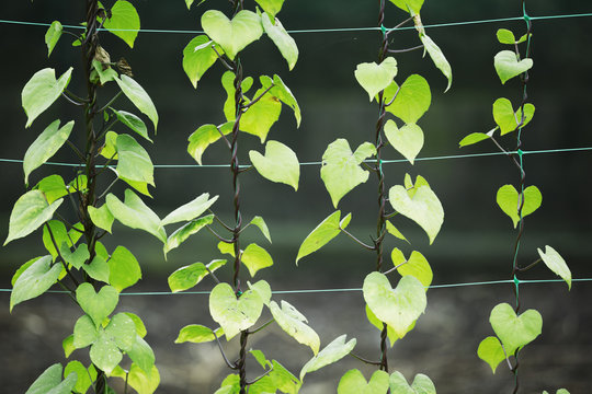 A row of plants growing on wires, bright green leaves. 