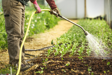 A worker in a polytunnel watering young seedlings with a hose.