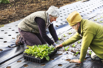 Two people planting seedling plant plugs into the soil, in holes created in moisture retaining weed surpressing material..