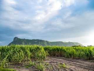 Obraz premium Sugarcane Farm and Blue Sky