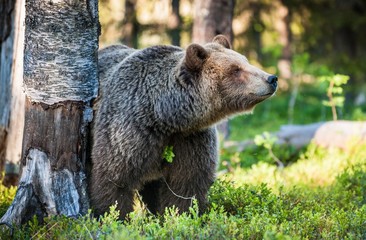 Obraz na płótnie Canvas Close up portrait of Adult Wild Brown bear (Ursus Arctos Arctos) in the summer forest. Natural green Background