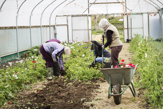 Four people, women working in a poly tunnel clearing plants from the soil.