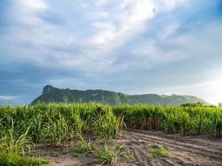 Fototapeta na wymiar Sugarcane Farm and Blue Sky