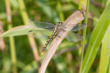 libellula su un filo d'erba
