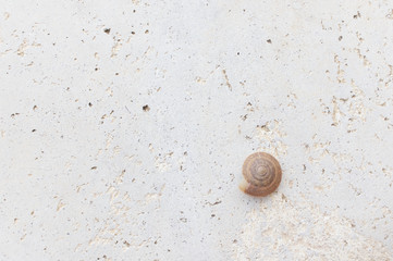 Empty brown snail shell on rough concrete floor
