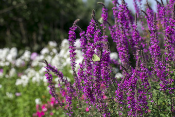 purple flower on the white background
