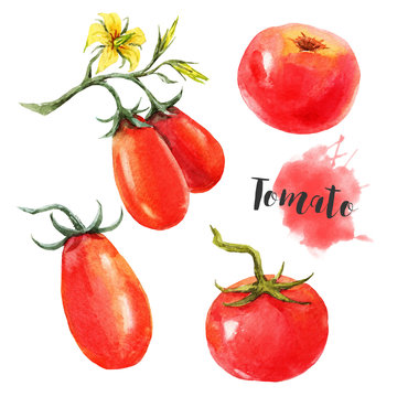 Watercolor Tomato Set