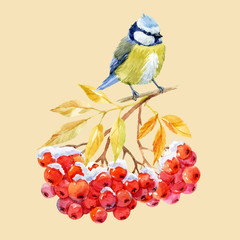 Titmouse bird and ashberry © zenina