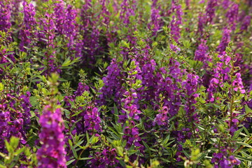 Obraz premium アンゲロニア ( Angelonia )